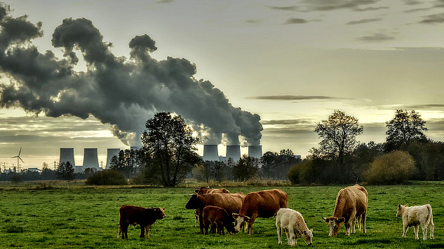 Im Hintergrund speien zahlreiche Schornsteine ​​dunklen Rauch aus, im Vordergrund sind Kühe auf Futtersuche zu sehen