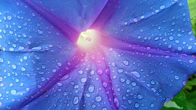 fotografia macro di gocce d'acqua su un fiore viola