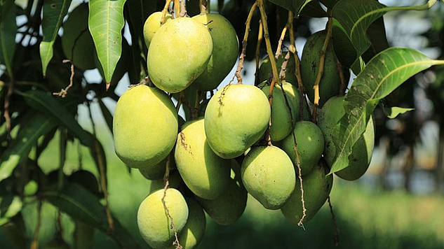 a bunch of mangoes on a tree