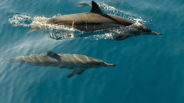 pływające delfiny
