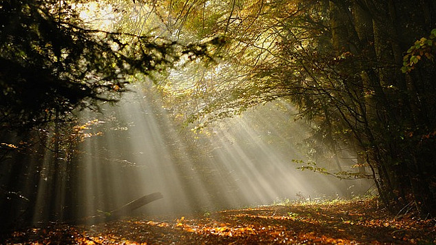 foggy, dreamy-looking forest glen