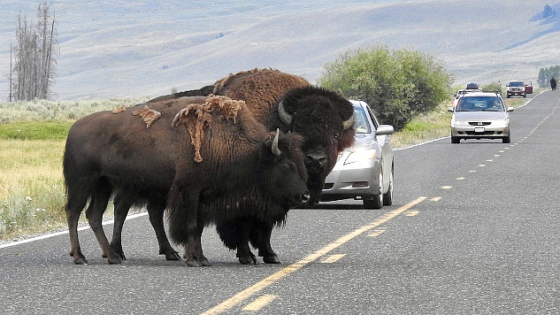 bison in the middle of the road blocking traffic