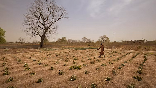 薩赫勒地區的農民在幾乎沒有水的情況下種植農作物