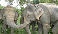 Kuomboleza Elephants Na Panya za Giggling - Wanyama Wana Masikio, Nao