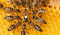 نحل العسل يتخذ القرارات 6