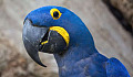 Isang hyacinth macaw (Anodorhynchus hyacinthinus)