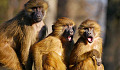 שלושת הקופים ושלושה צרכים אנושיים: בטיחות, שביעות רצון וחיבור
