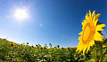 Apa yang Membuat bunga matahari berhadapan dengan Matahari?
