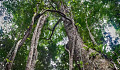 빠르게 성장하는 라이 아나 포도 나무가 기어 올라서 새로운 나무 성장을 막습니다. 이미지 : 폴 고다드 경유의 Flickr