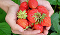 hænder, der holder friske frodige jordbær