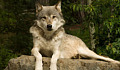 حماية الذئب الرمادي في كاليفورنيا
