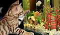 kissa katselee akvaarioa