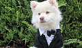 a young dog wearing a tuxedo