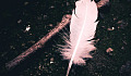 A Feather for Your Dream Journeys Ino Healing