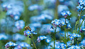 蓝色花朵的奥秘：大自然的稀有色彩对蜜蜂视觉的存在