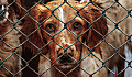 Puppy Farmed Dogs показывает худшее поведение, страдает здоровьем и умирает молодым - так что примите, не покупайте