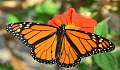 Як метелики-монархи добираються до Мексики без карти