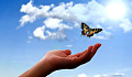 fluture deasupra unei mâini deschise și a cerului deschis