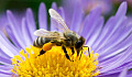 Ser de på deg? Bier og hvepe kan gjenkjenne ansiktet ditt