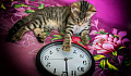 một con mèo đang cố dừng kim đồng hồ