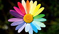 ヒナギクは多くの色の花びら