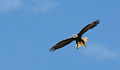 Eagle Speaks: Die krag en grootheid van The Bald Eagle en sy boodskap