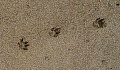 dấu chân trên cát