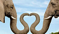 코끼리 & 강아지 사랑 : 동물 우리가 마음을 열 수 있도록 도와주세요.