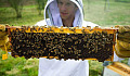 De helende kracht van het gezoem van de zoemende bijen