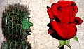 volti stilizzati: uno è un cactus, l'altro una rosa