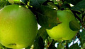 Ang iyong Tawag sa Pagkilos: Pagpili ng Little Green Apples ng Diyos