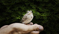en fugl i en persons åbne hånd