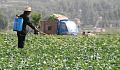 中國的一位農民在農作物上傳播殺蟲劑。 圖片：IFPRI通過Flickr