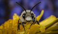 Insektsarter i Storbritannien som föredrar grödor trivs under majoritetsnedgången