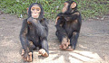 時計ママチンパンジー若いチンパンジーは、ツールを使用する
