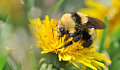 Весенние сигналы женских пчел, чтобы заложить следующее поколение опылителей
