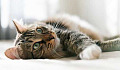 تماشای فیلم گربه آنلاین استرس را کاهش می دهد و شما را خوشحال می کند