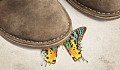 Ville stå på den første sommerfuglen virkelig endre evolusjonens historie?