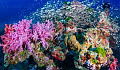 Voiko vedenalainen ääniraita todella tuoda koralliriutat takaisin elämään?