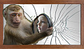 обезьяна держит зеркало, в котором отражается ребенок