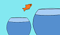 poisson rouge sautant d'un bol à l'autre