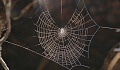 蜘蛛網