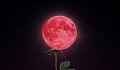 꽃줄기에 보름달이 "쉬고 있는" 모습을 예술적으로 표현한 것