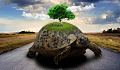 Schildkröte mit einem Baum und Blumen auf dem Rücken