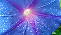 Fotografie macro a picăturilor de apă pe o floare violet