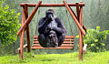 vuxen gorilla och baby gorilla sitter på en gunga