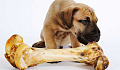 Skal du fodre dit kæledyr med råt kød? De virkelige risici ved en 'traditionel' hundekost