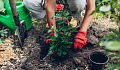 אישה עובדת עם צמחים בחוץ