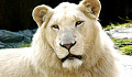 The White Lion of Ancient Zulu Prophecy: The Golden-Hearted Alchemist