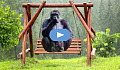 adult gorilla and baby gorilla sitting on a swing